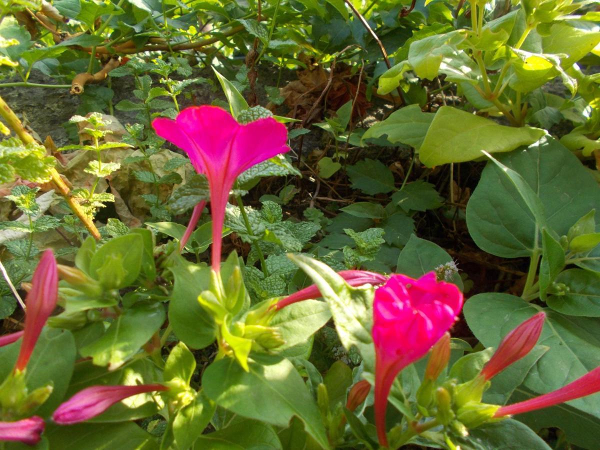 Casa De Sao Joao Das Castanheiras 레센데 외부 사진